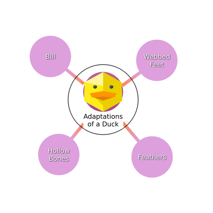 Adaptations of a Duck Mind Map